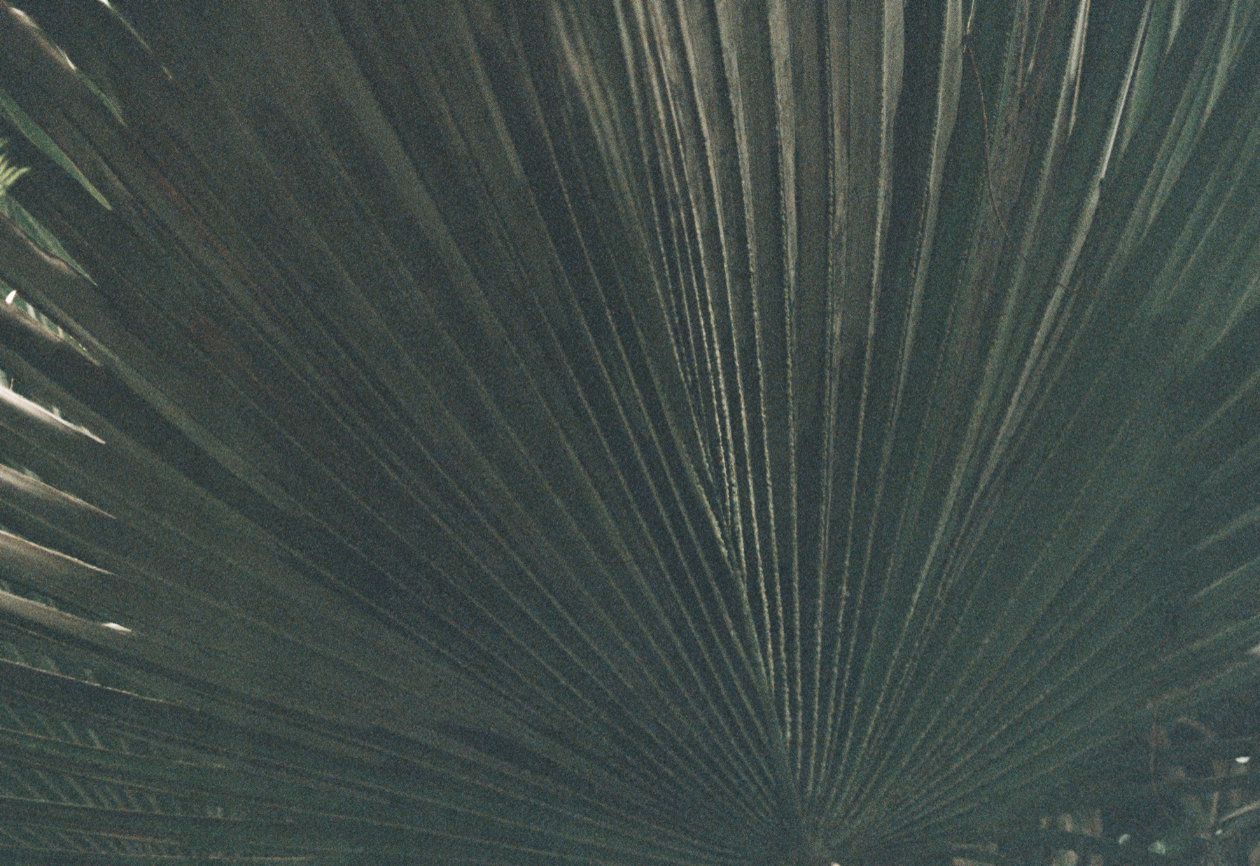 Roll 01 · Tokyo, frame 8