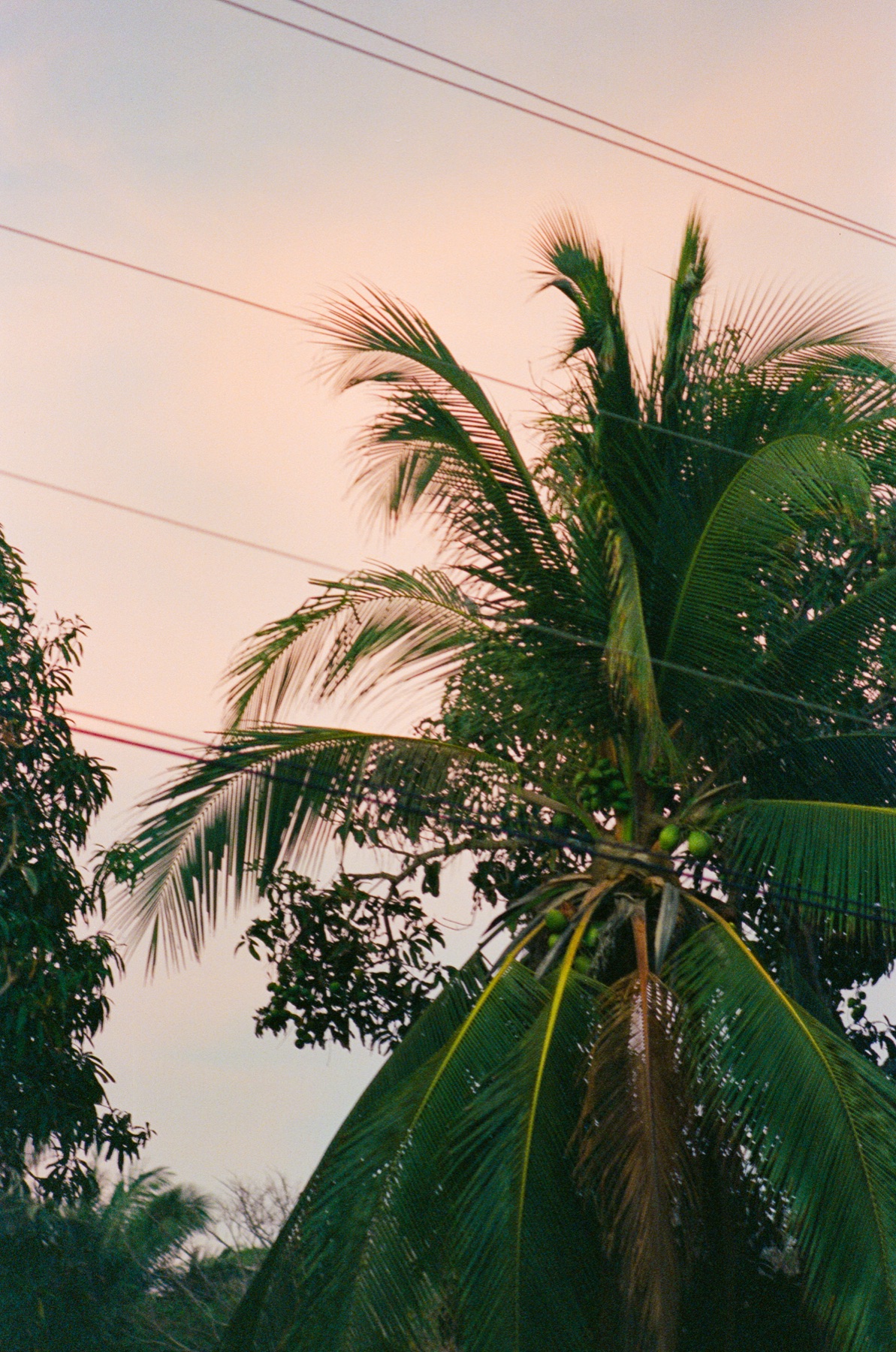 Roll 11 · Nosara, Costa Rica, frame 18