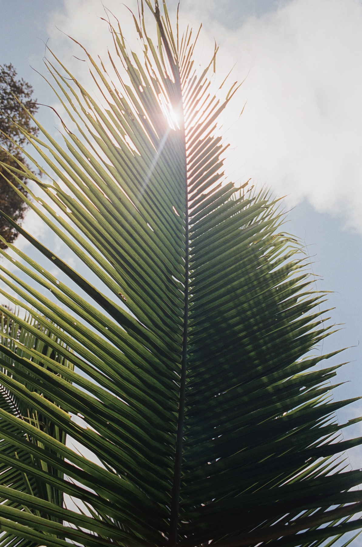 Roll 12 · Alajuela Province, Costa Rica, frame 7