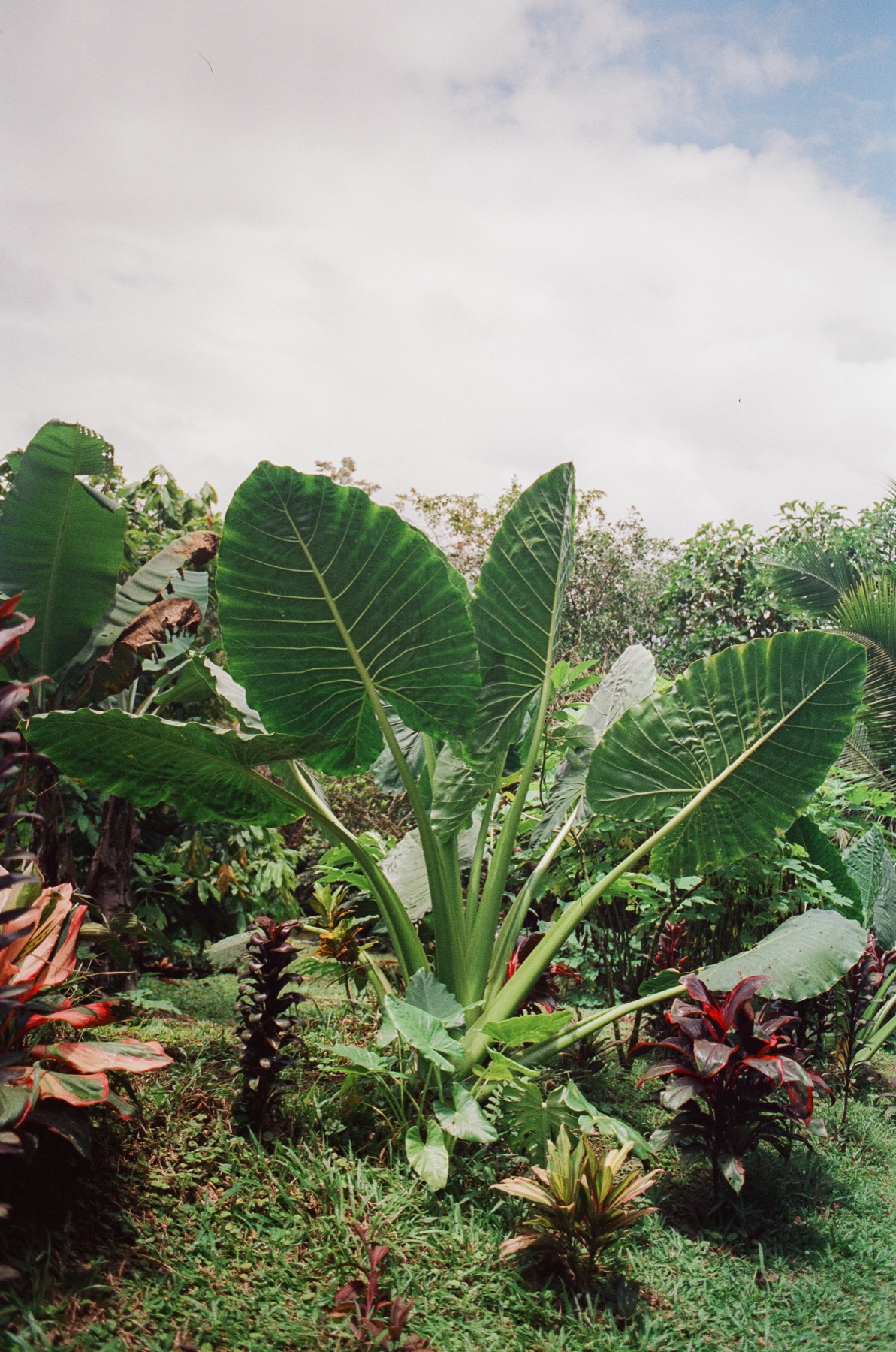 Roll 12 · Alajuela Province, Costa Rica, frame 12