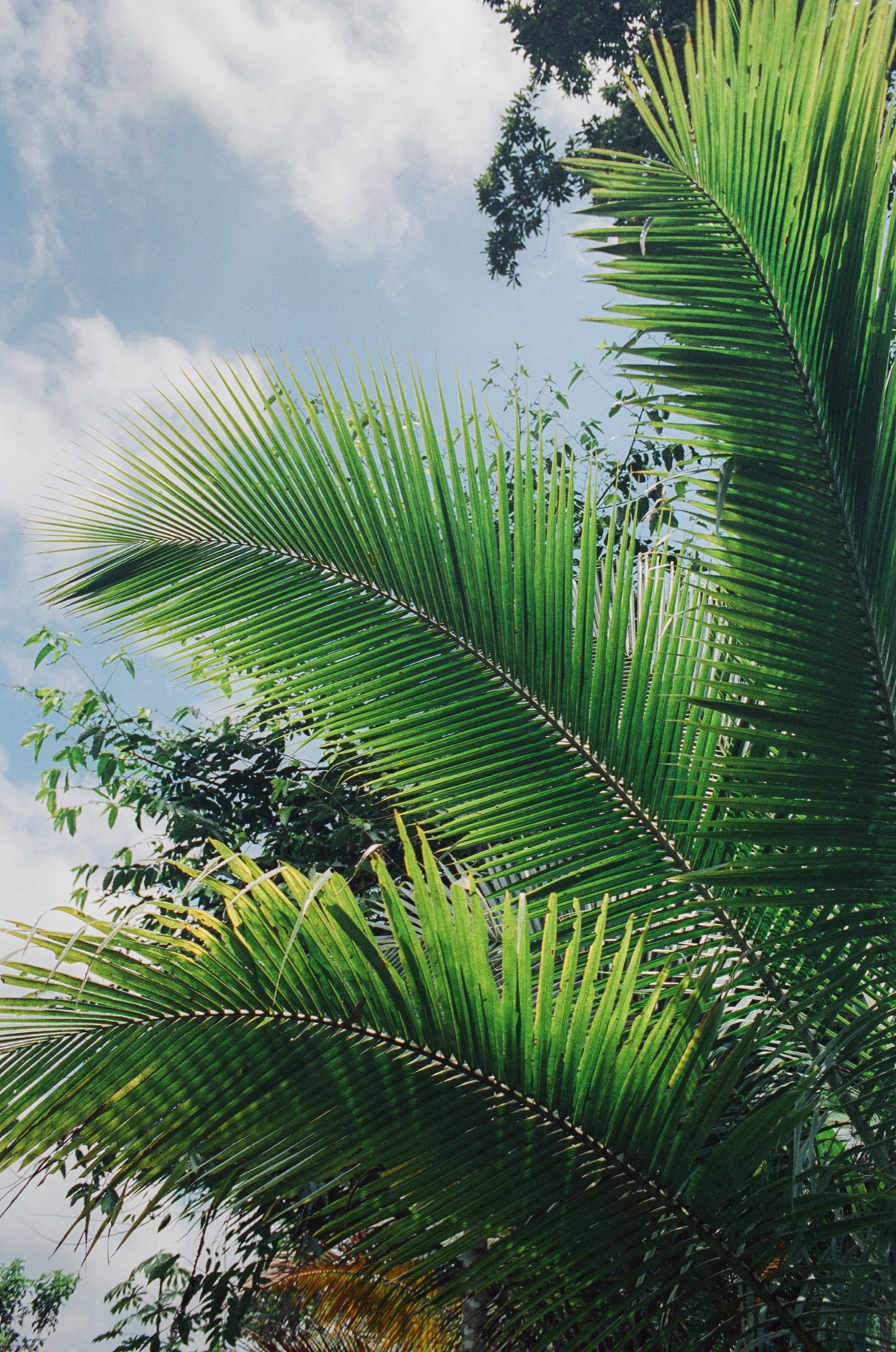 Roll 12 · Alajuela Province, Costa Rica, frame 13