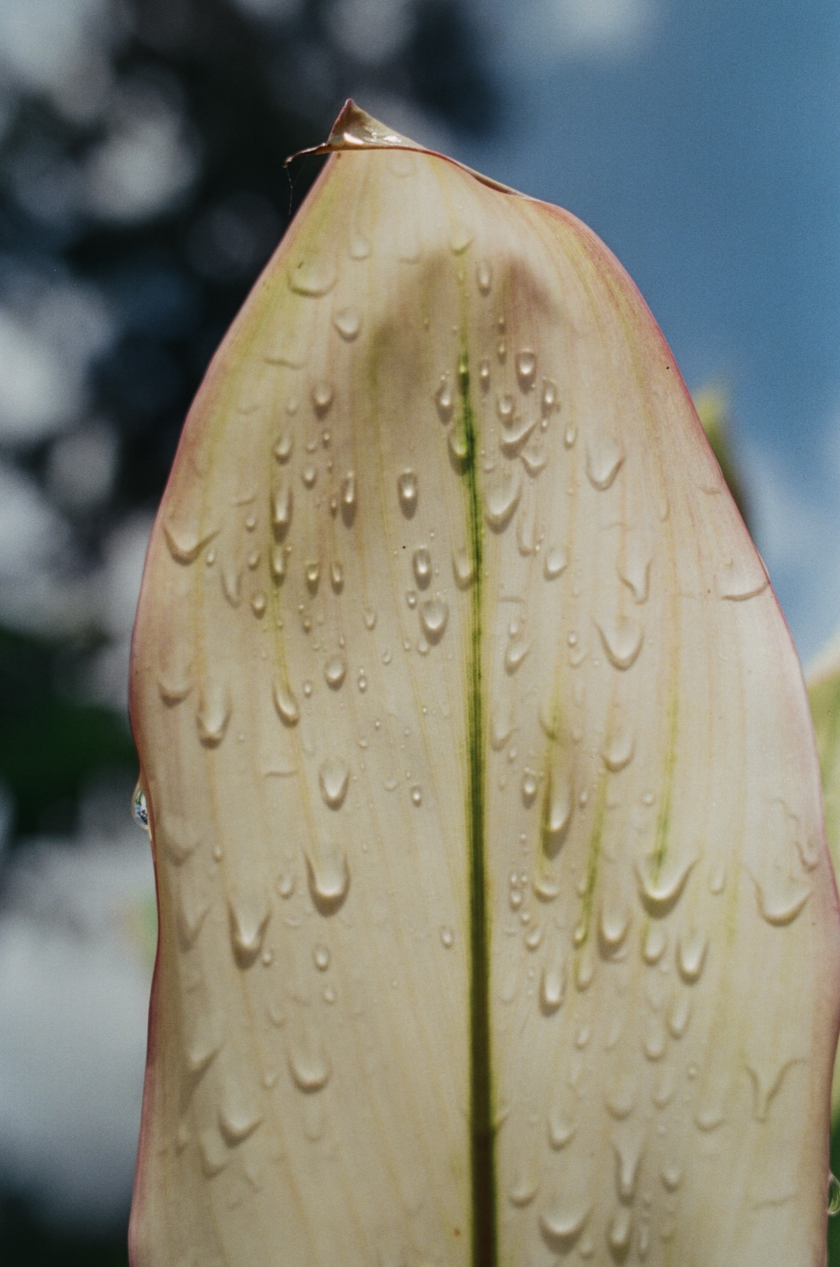 Roll 12 · Alajuela Province, Costa Rica, frame 19