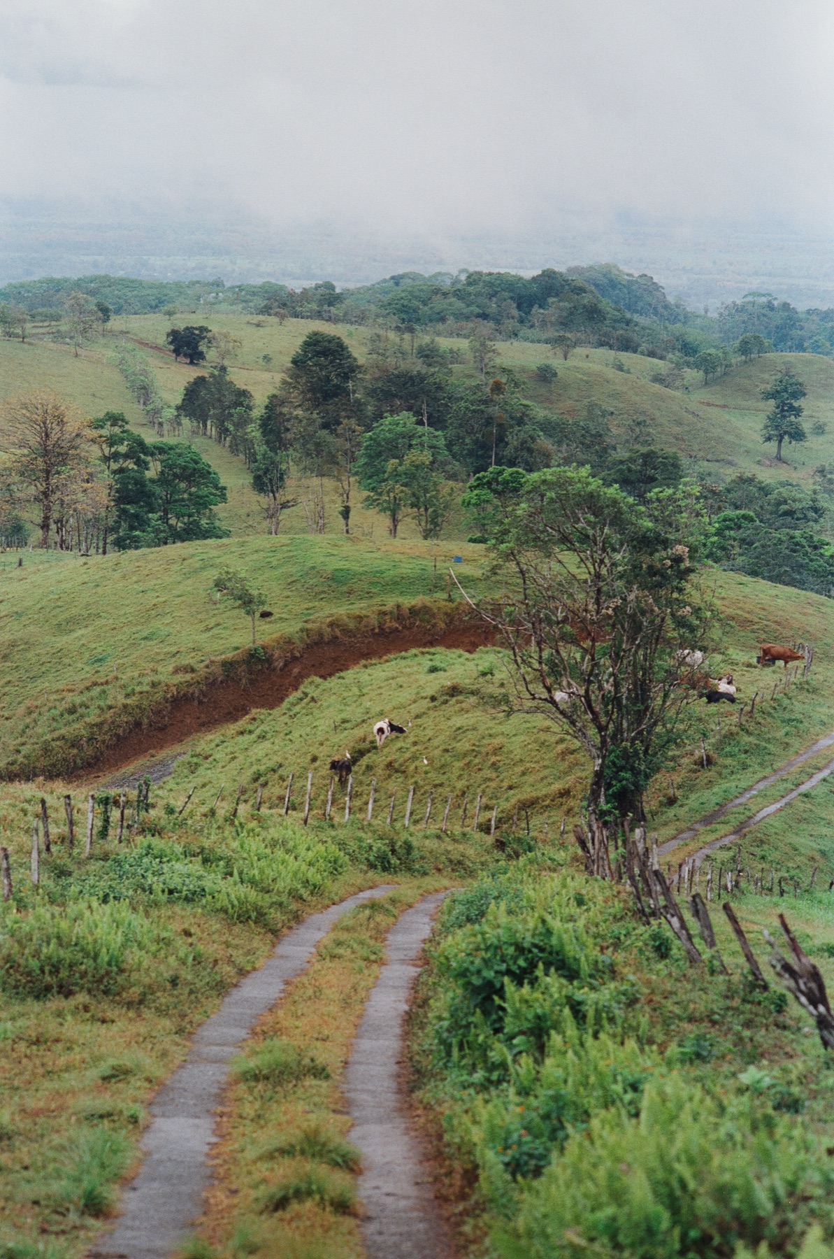 Roll 12 · Alajuela Province, Costa Rica, frame 20