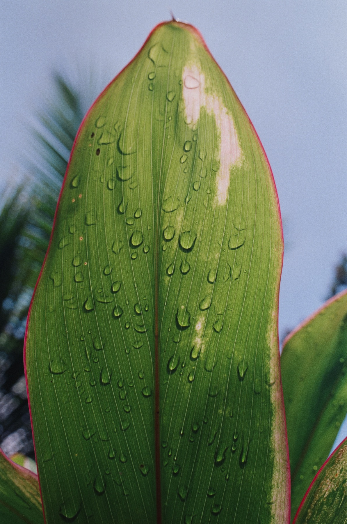 Roll 12 · Alajuela Province, Costa Rica, frame 22