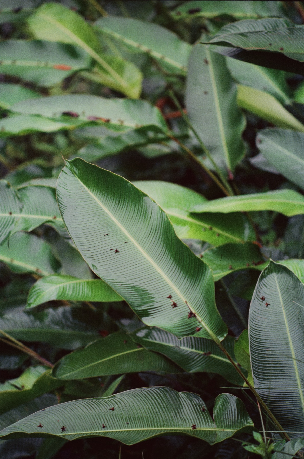 Roll 12 · Alajuela Province, Costa Rica, frame 27