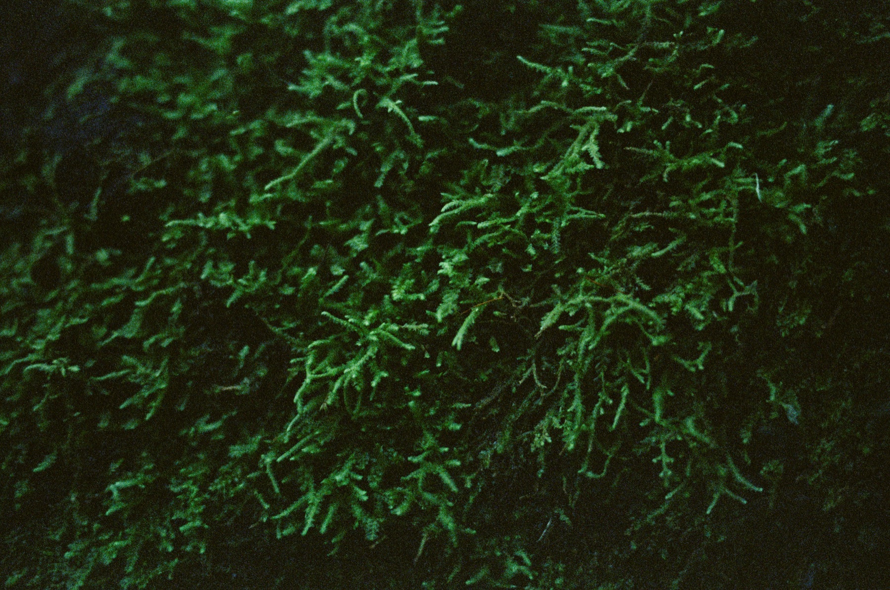 Roll 13 · Deep in the Jungle, Costa Rica