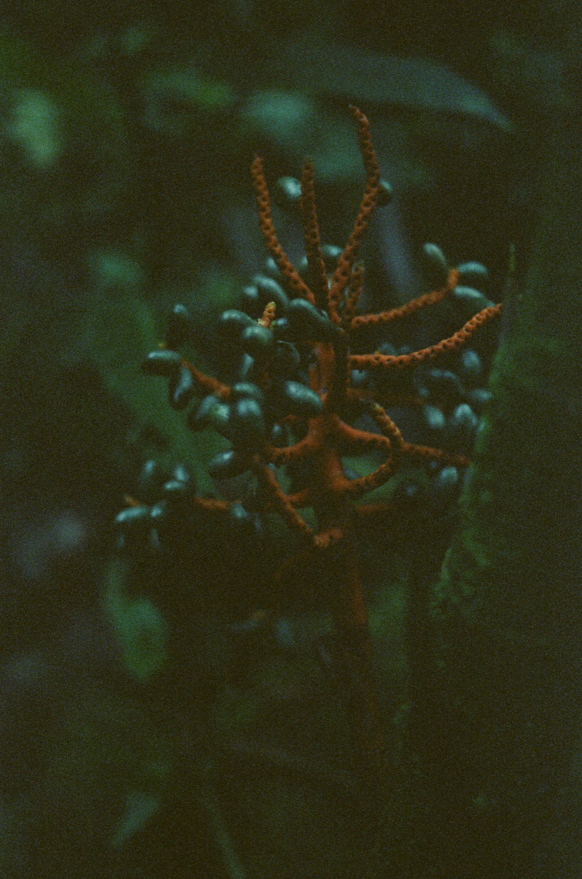 Roll 13 · Deep in the Jungle, Costa Rica, frame 9