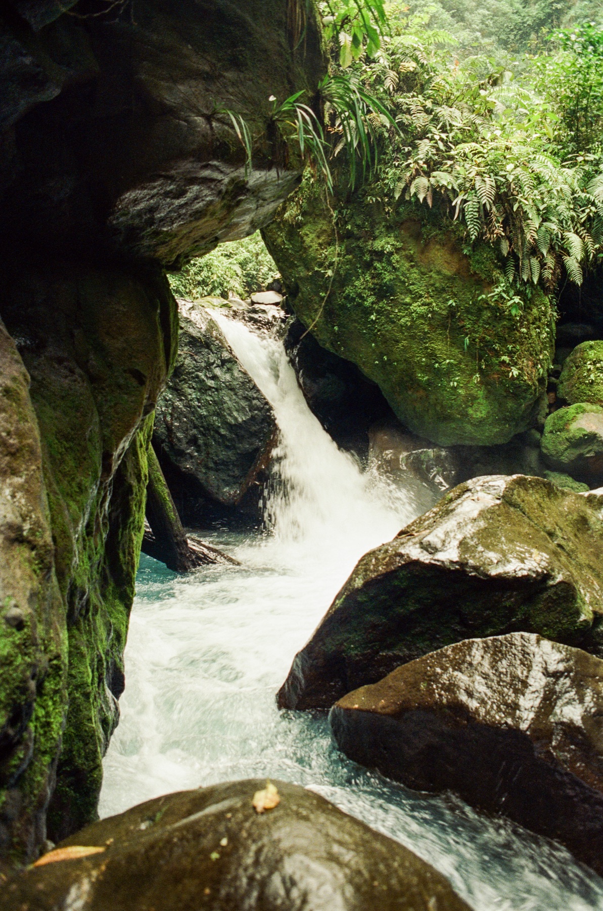 Roll 13 · Deep in the Jungle, Costa Rica, frame 21
