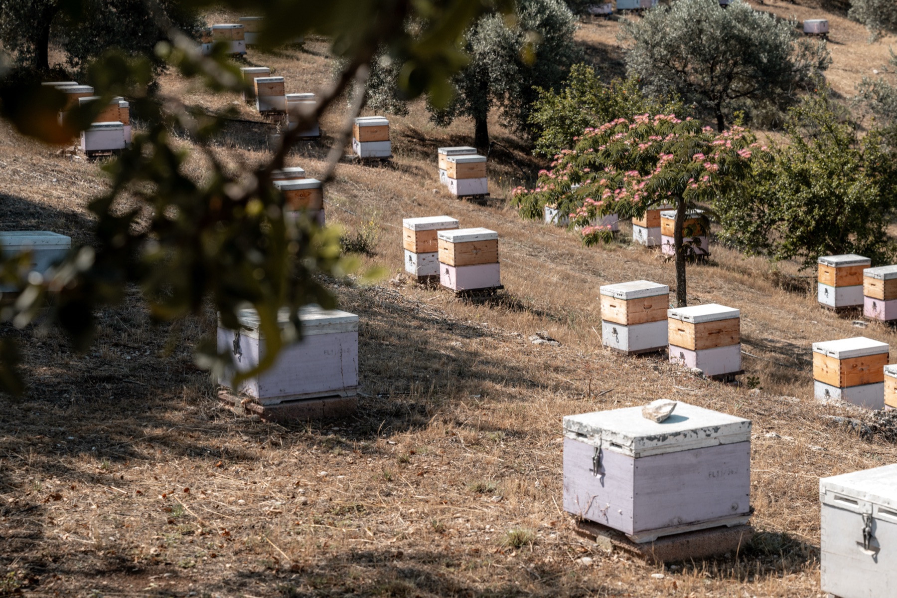 Aman · Ermionis Bee Farm